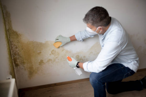 Best Mold-Related Health Consultation  in Gray, TN