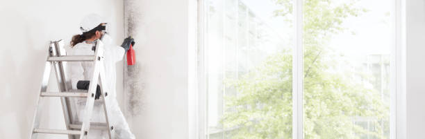 Best Mold Odor Removal Services  in Gray, TN