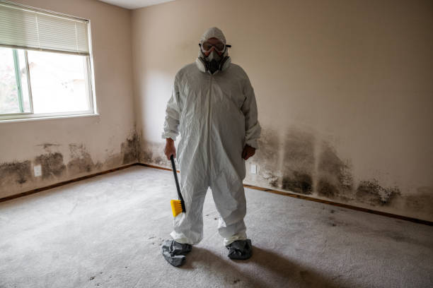 Best Mold Removal for HVAC Installations  in Gray, TN